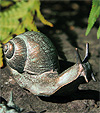 Schnecke 